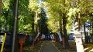 イチョウの黄色が鮮やか （武蔵野神社）