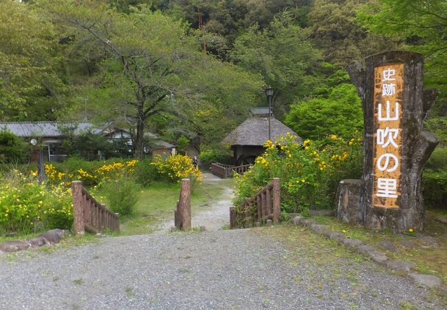 山吹の季節はきれい。