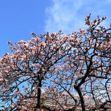 寒桜