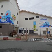 魚の展示