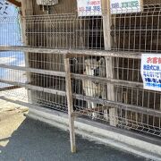 秋田犬