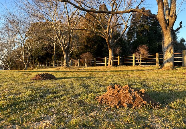 成田ゆめ牧場オートキャンプ