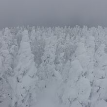 頂上線から見下ろす無数のスノーモンスター