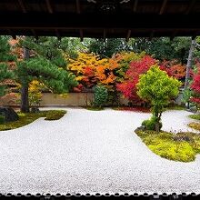 石庭の白と紅葉のコントラストが美しいです。