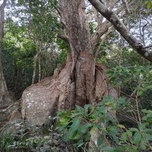 日本最大のサキシマスオウノキの巨樹
