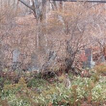 紅葉は無理でしたが