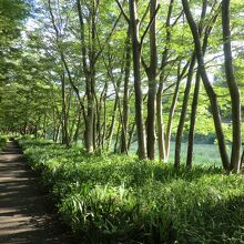 静かな遊歩道ですが、虫もたくさん！