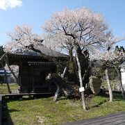 桜祭りの際に訪れました