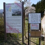 山形県の指定天然記念物になっている桜