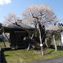 釜の越・薬師桜まつり