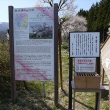 釜の越桜