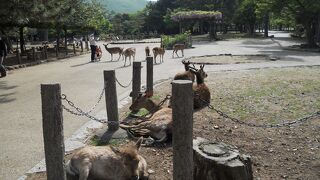 観光客が減ったので・・