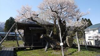 釜の越・薬師桜まつり