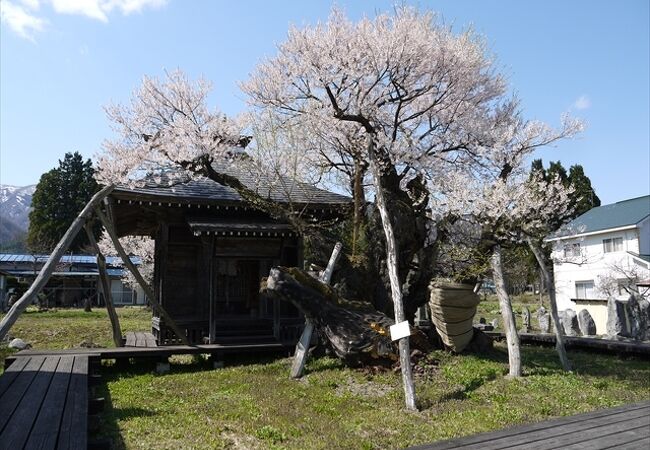 釜の越・薬師桜まつり