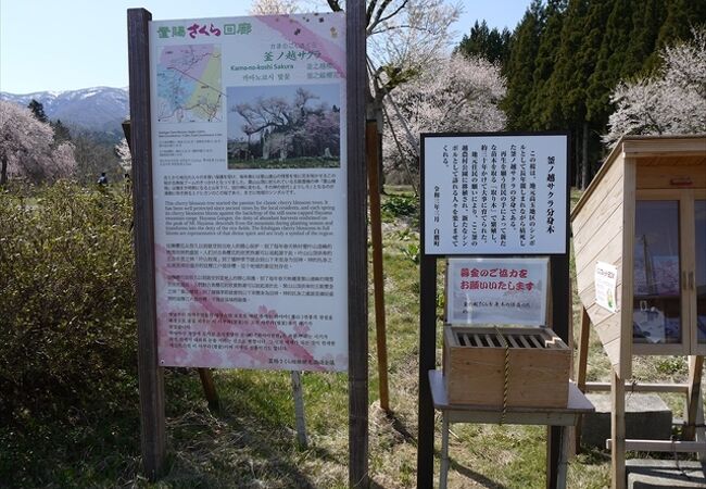 山形県の指定天然記念物になっている桜