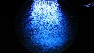 直径5ｍのクラゲドリームシアターが圧巻