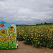 明野の夏季限定の観光名所