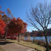 蓼科湖の紅葉がきれいでした