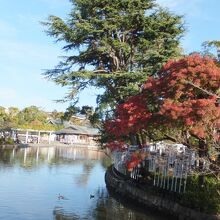 池のところに