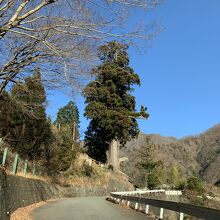 中川の箒杉