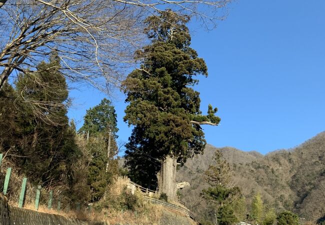 関東屈指の巨木、まっすぐで緑が濃く美しい杉