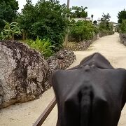 竹富島のお楽しみは水牛車