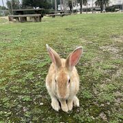 うさぎの楽園