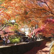 河口湖の北岸に流れる川の両岸の紅葉がきれいでした