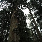 羽黒山最大最高齢の杉の木