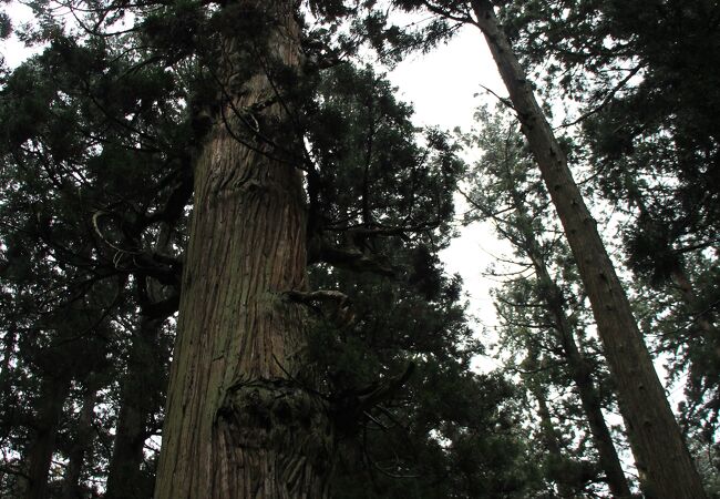 羽黒山最大最高齢の杉の木