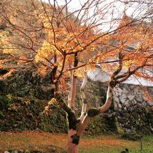 三の丸の紅葉