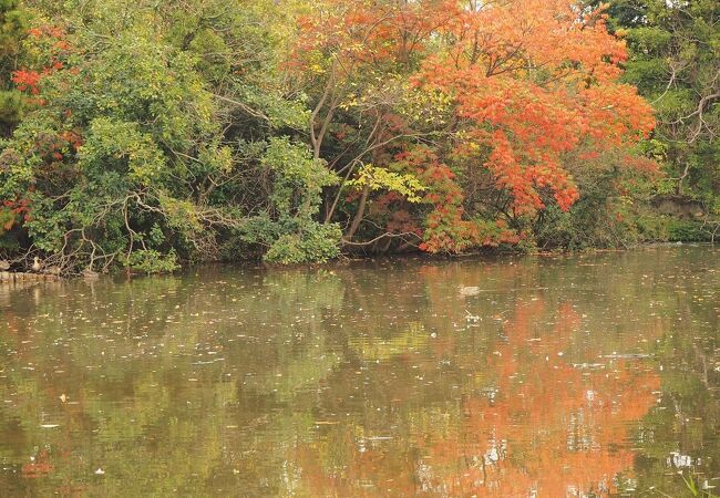 フェンスに囲まれた池にオナガガモの群れ　菊田神社に隣接する公園
