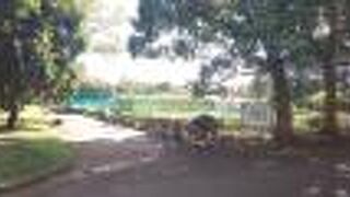 木々が生い茂ている公園