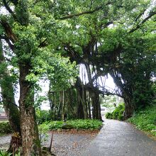 何気なく振り返ってとった写真がガジュマルだったというオチ