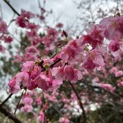 油井岳のすぐお隣