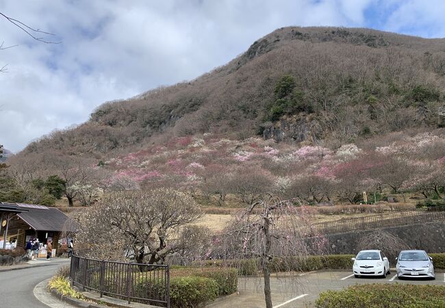 2月上旬から3月上旬は「梅の宴」