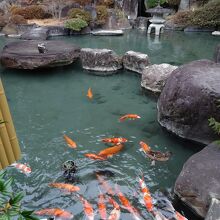 ロビー近くにある庭園には、沢山の恋達が泳いでいます。