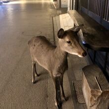 追い払われた鹿と大鳥居まで歩く　おとなしい　表参道商店街にて