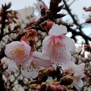 1月中旬でしたが、あたみ桜がほころんでいました