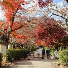 参道の紅葉