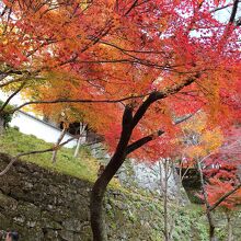 石垣と紅葉