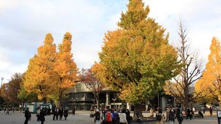 イチョウの黄葉が綺麗でした