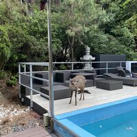 プールサイドに鹿の姿