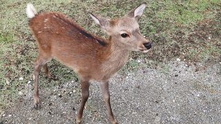 まるでペットのように人懐こい小鹿たち