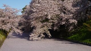 桜が絶景