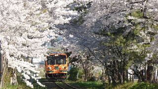 桜の木の中を電車が走っています。