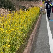 館山若潮マラソン 走りました！