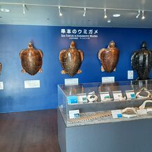 ウミガメの展示