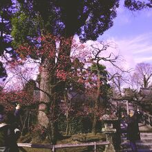 境内に咲く見事な梅花。