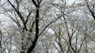 桜がきれいでした